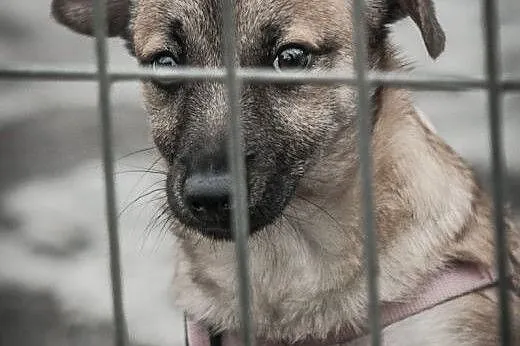 OTOZ Animals - Plusz - kochany szczeniak szuka pra