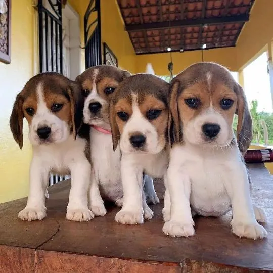 Szczenięta rasy beagle, które uczą się czystości, szukają kochającego i troskliwego domu., Podkarpackie, Przemyśl