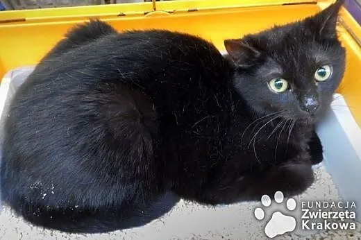 Wesoły, czarny Batmanek,  małopolskie Kraków