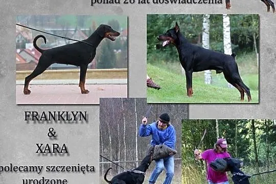 Doberman-Szczenięta po Wybitnych Championach i Psa, Olsztyn