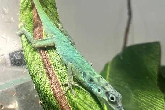Aanolis roquet summus 'macuba' 2.2