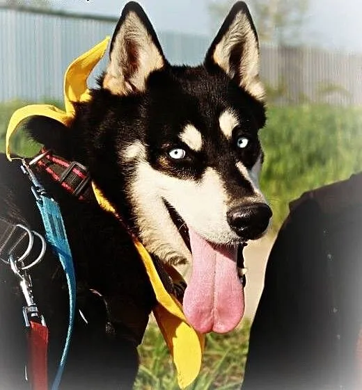 Halszka piękna sunia w typie husky., podkarpackie