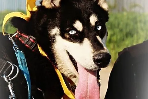 Halszka piękna sunia w typie husky.,  podkarpackie