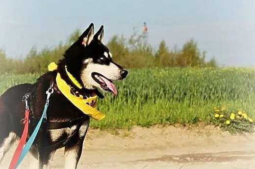 Halszka piękna sunia w typie husky.,  podkarpackie