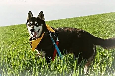 Halszka piękna sunia w typie husky.,  podkarpackie