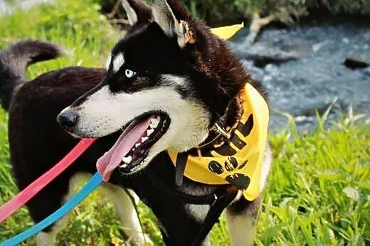 Halszka piękna sunia w typie husky.,  podkarpackie