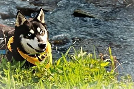 Halszka piękna sunia w typie husky.,  podkarpackie