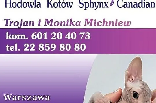 NOWE 3 MIOTY Hodowla Bezwłosych kotów Sphynx & Bam, Warszawa