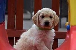 Golden retriever szczenięta ZKWP FCI