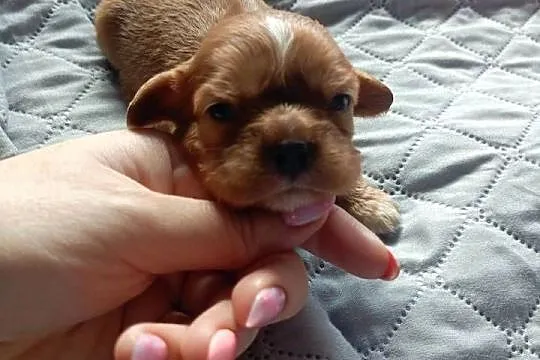 Prześliczna sunia Cavalier King Charles Spaniel, Kujawsko-pomorskie, Żnin