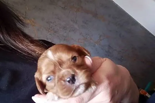 Prześliczna sunia Cavalier King Charles Spaniel, Kujawsko-pomorskie, Żnin