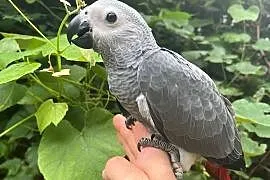 Żako Kongo ręcznie karmione