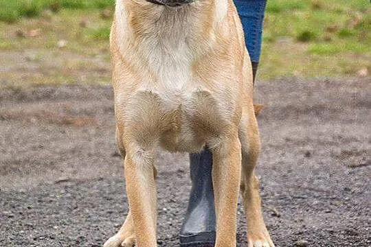 Fisia, młodziutka, delikatna, lgnąca do człowieka sunia, POKOCHAJ