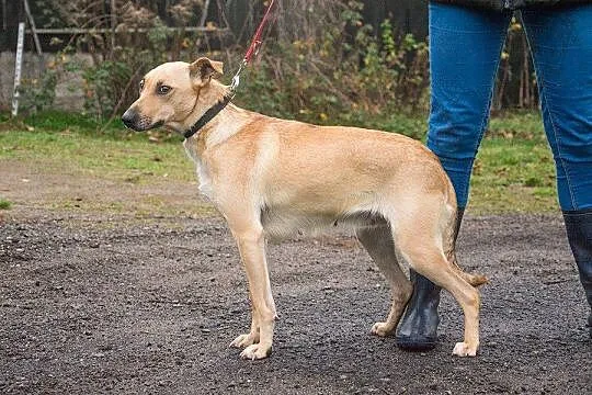 Fisia, młodziutka, delikatna, lgnąca do człowieka 