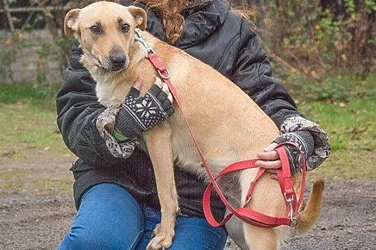 Fisia, młodziutka, delikatna, lgnąca do człowieka 