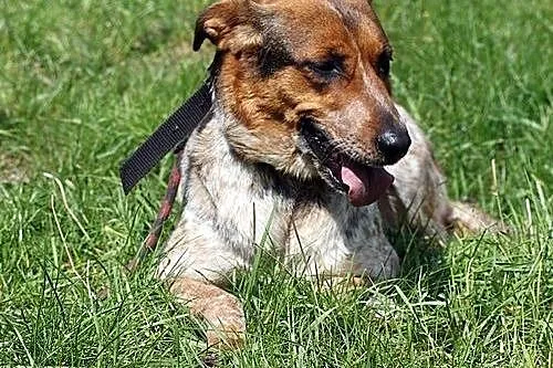 Tinta do adopcji,  śląskie Gliwice