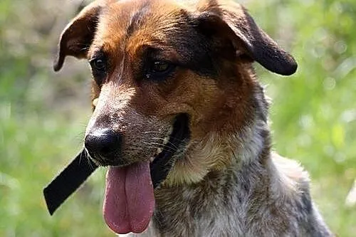 Tinta do adopcji,  śląskie Gliwice