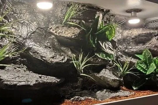 Terrarium specjalistyczne dla agamy brodatej gekona lamparciego