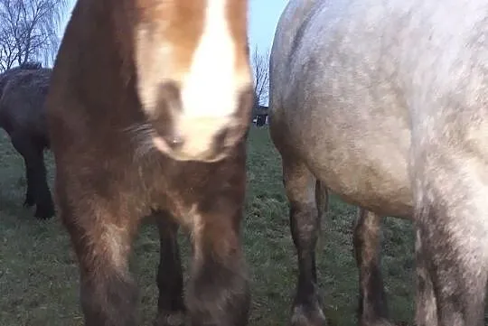 Sprzedam ogierka zimnokrwistego, Warmińsko-mazurskie, Iława