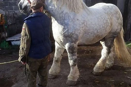 Sprzedam ogierka zimnokrwistego, Warmińsko-mazurskie, Iława