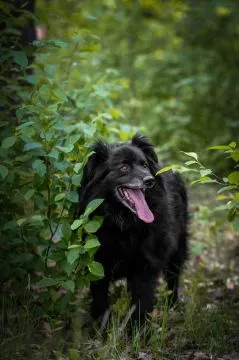 Leopold - cudowny, przyjazny kudłacz  Leopold ma ok 13 lat, jest średniej wielkości psem i jest jedn, , Warszawa