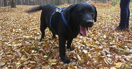 Saba sunia w typie labradora., wielkopolskie Rzes