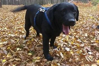 Saba sunia w typie labradora.,  wielkopolskie Rzes