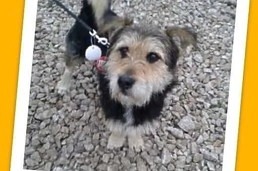 FRYTEK-miły,wesoły,młody psiak.PILNA ADOPCJA