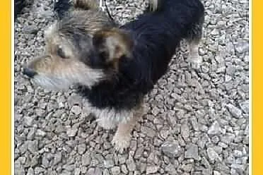 FRYTEK-miły,wesoły,młody psiak.PILNA ADOPCJA