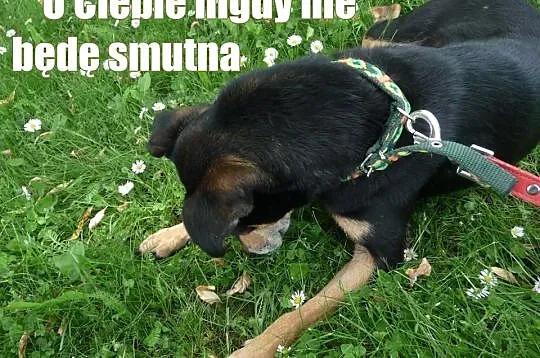 UNormowany psiak szuka miłości do końca życia, teg