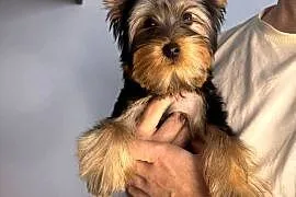 Yorkshire terrier piesek