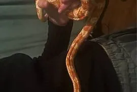 Sprzedam węża zbożowego z terrarium