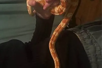 Sprzedam węża zbożowego z terrarium, Podkarpackie, Nowa Dęba