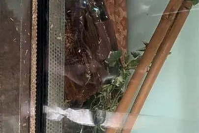 Sprzedam węża zbożowego z terrarium, Podkarpackie, Nowa Dęba