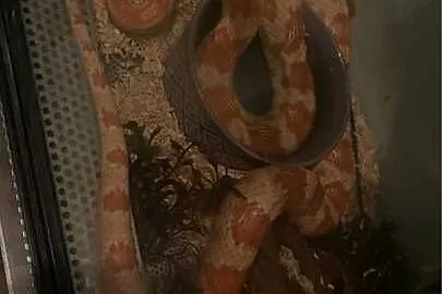 Sprzedam węża zbożowego z terrarium, Podkarpackie, Nowa Dęba