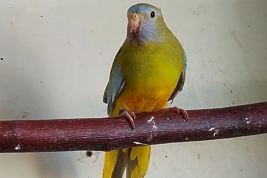 Łąkówka wspaniała papuga papugi lakowka lakowki łą, Chełmża