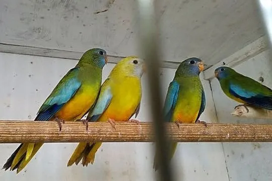 Łąkówka wspaniała papuga papugi lakowka lakowki łą, Chełmża