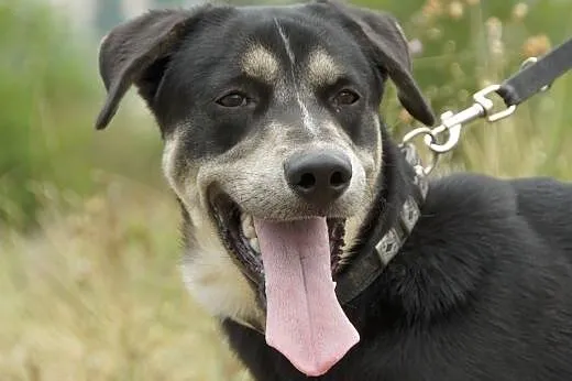 Gacek :) pies, adopcja,  lubuskie Gorzów Wielkopol