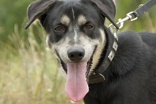 Gacek :) pies, adopcja,  lubuskie Gorzów Wielkopol
