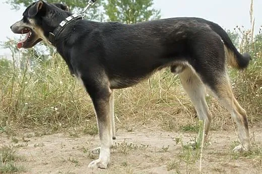 Gacek :) pies, adopcja,  lubuskie Gorzów Wielkopol