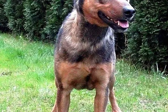 Przecudowny, wpatrzony w człowieka Koks, nieduży super pies adopcja