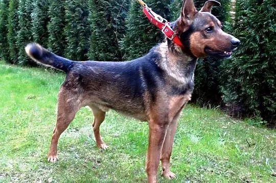 Przecudowny, wpatrzony w człowieka Koks, nieduży s