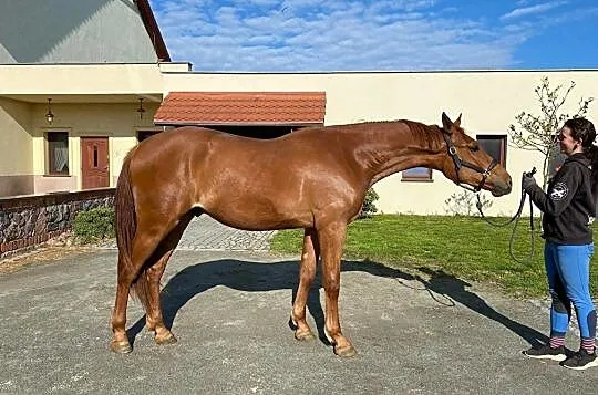 Doskonałe sportowe pochodzenie 2019 POKER DE MARIPOSA x CRISTALLO II, , 