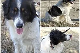 Naczos - fajny pies w typie bordera,  Kundelki cał, cała Polska
