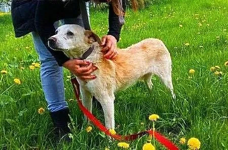 BISZKOPT - kochany, łagodny psiak już tak długo cz