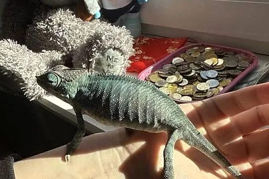 Kameleon Lamparci  z terarium i pełnym potrzebnym wyposazeniem, Podlaskie, Konarzyce