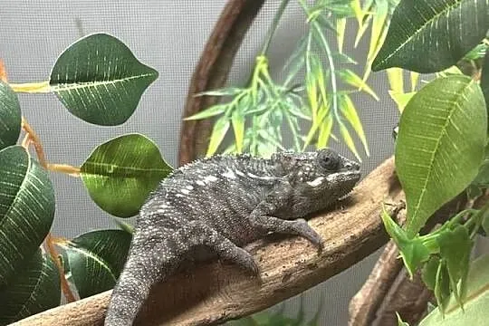 Kameleon Lamparci  z terarium i pełnym potrzebnym wyposazeniem, Podlaskie, Konarzyce