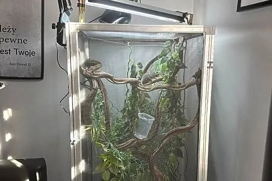 Kameleon Lamparci  z terarium i pełnym potrzebnym wyposazeniem, Podlaskie, Konarzyce