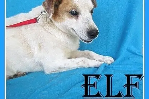 PILNE!Przerażony schroniskiem niewidomy MAŁY ELF.Adopcja,  dolnośląskie Wrocław