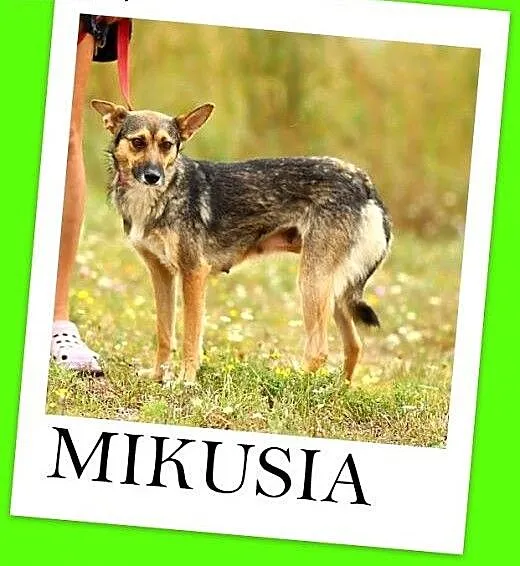 10 kg,filigranowa sarenka,młoda 1,5 roczna kanapow